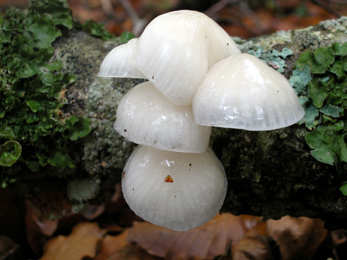 Mattinata sul Pian Piccolo